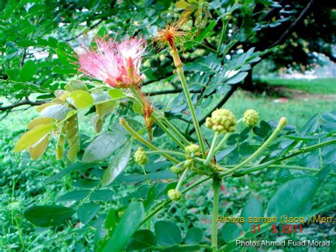 Medicinal Plants: Albizia saman, Shiriisha, Thoongumoonji maram, Gulabi Siris