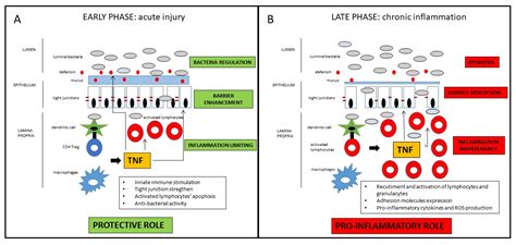 IJMS | Free Full-Text | Tumor Necrosis Factor’s Pathway in Crohn’s Disease: Potential for ...