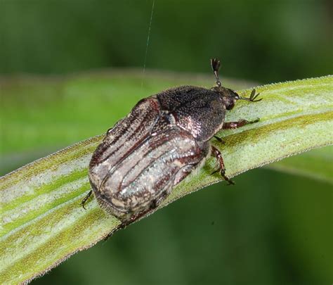 Family Scarabaeidae – ENT 425 – General Entomology