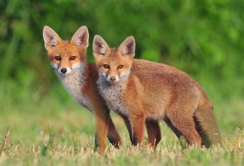 Fox Mating Habits and Behavior | Information and Facts - EXOtella