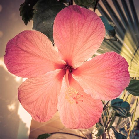 Pink Hibiscus Free Stock Photo - Public Domain Pictures