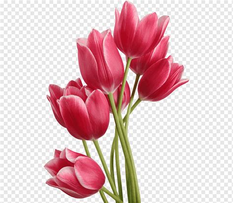 Tulip Flower Desktop Wallpapers | Best Flower Site