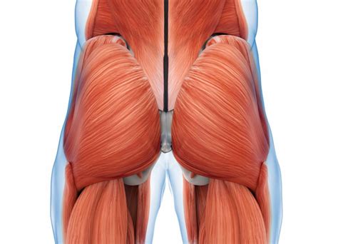 10 Best Glutes Exercises for Size, Strength, and Activation