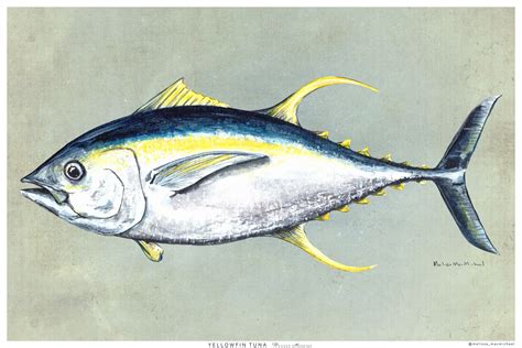 Yellowfin Tuna Watercolor Illustration on Behance