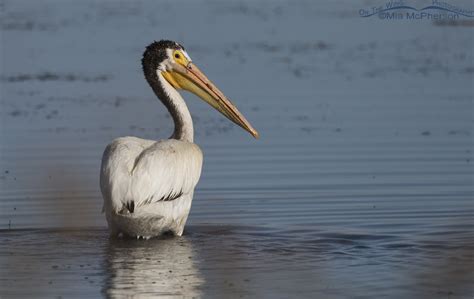 An Extreme Variation of Supplemental Plumage in an American White Pelican - Mia McPherson's On ...