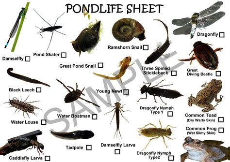 Clear Pond Dipping Trays includes FREE POND LIFE SPOTTER CARDS | eBay