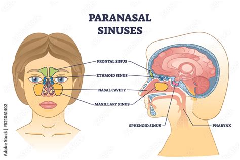 Paranasal sinuses location with nasal cavity structure anatomy outline ...