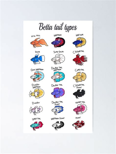 "Betta tail types ( color )" Poster for Sale by SoloSammich | Redbubble