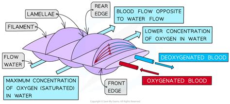 AQA A Level Biology复习笔记3.1.5 Adaptations of Gas Exchange Surfaces-翰林国际教育