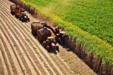 Sugarcane harvest for the second half of December 2020 - SugarCane