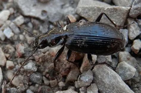 Fun Ground Beetle Facts For Kids | Kidadl