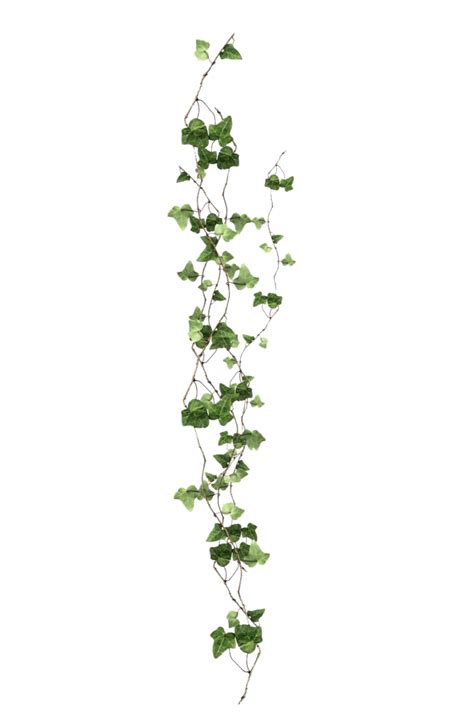 Aesthetic Plant PNG Isolated File - PNG Mart