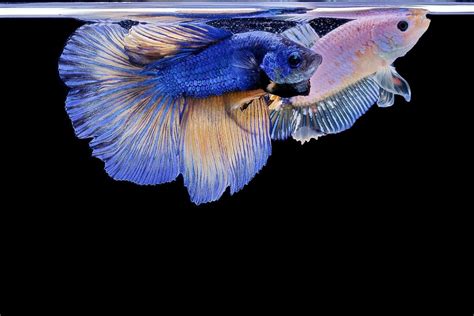 Can Male and Female Betta Fish Live Together? - FishLab