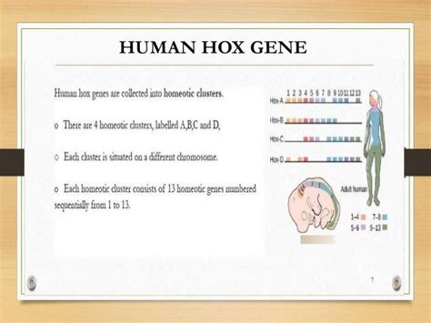 hox genes and its role in development