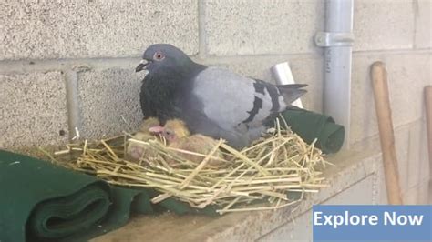 Pigeons: Complete Guide to Their Nesting, Feeding, Breeding Habits