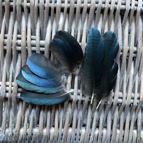 Small Blue Magpie Feathers ethically Sourced CHECK MY | Etsy UK