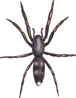 White Tail Spiders Australia - Biology, Identification, First Aid & Control