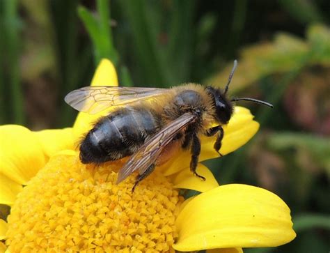 The lives of solitary bees | A Moment of Science - Indiana Public Media