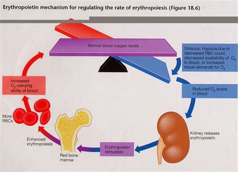 Honors Bio: Erythropoietin Hormone Podcast