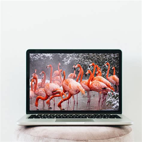 Pink Flamingo Desktop Wallpaper Desktop Background Macbook - Etsy