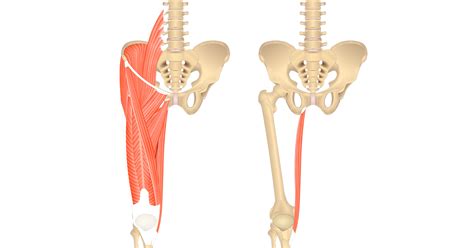 Gracilis muscle - Origin, insertion and actions | GetBodySmart