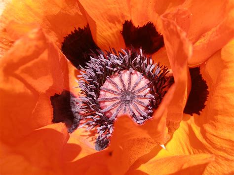 poppy, petals, flower Wallpaper, HD Macro 4K Wallpapers, Images and Background - Wallpapers Den