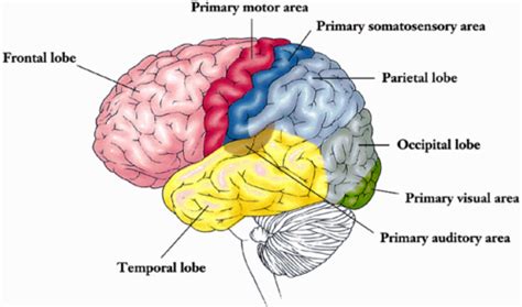 Sensory Cortex Location