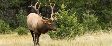 Banff Evening Wildlife Tour | Discover Banff Tours