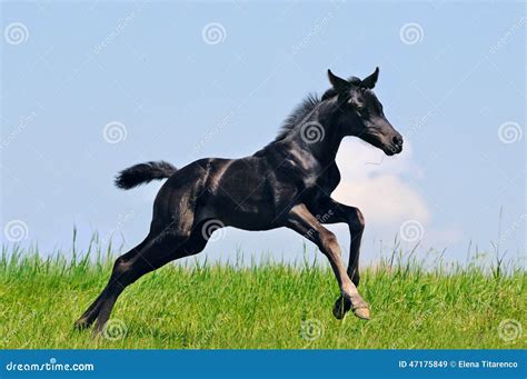 Running Black Foal in Summer Field Stock Image - Image of arabian ...