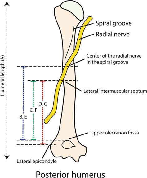 Radial Fossa Of Humerus