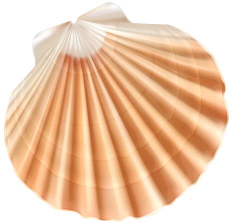 Seashells clipart beach item, Seashells beach item Transparent FREE for ...