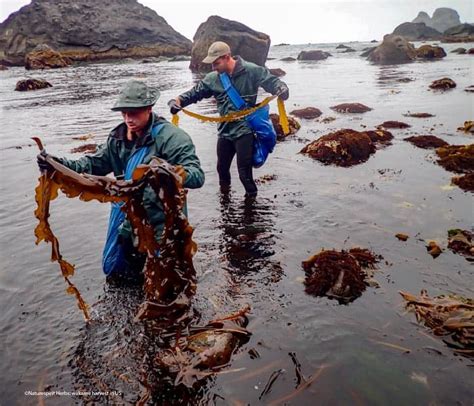 Wakame, multidimensional seaweed | Foodpairing / blog