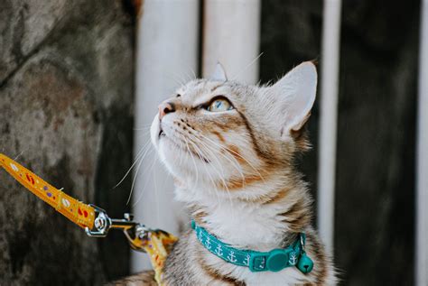 Walking your cat on a leash | CatSmart Singapore