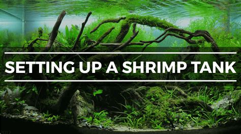 How to Set Up a Freshwater Shrimp Tank: Complete Step-by-Step Guide