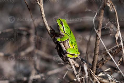 European tree frog climbing the tree in natural habitat, small tree ...