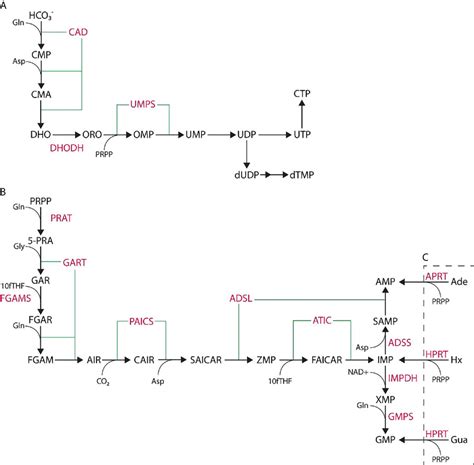 | De novo nucleotide synthesis pathways. (A) De novo pyrimidine ...