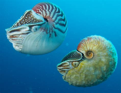 Fuzzy Nautilus Rediscovered and Filmed After 30 Years – National Geographic Society Newsroom