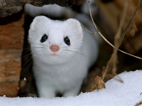 Least Weasel Snow