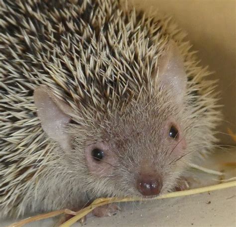 Lesser hedgehog tenrec facts and figures - AAP English