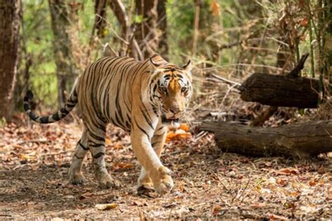 Top 5 reasons to visit Pench National Park for Tiger Safari