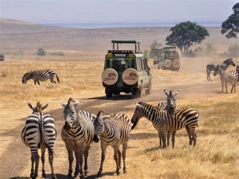 African Safaris & Tours | #1 Tour Operator | Safari Ventures