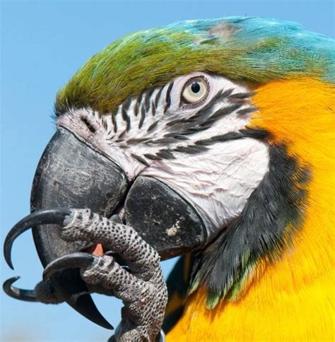 Residents - Birds - Lincolnshire Wildlife Park