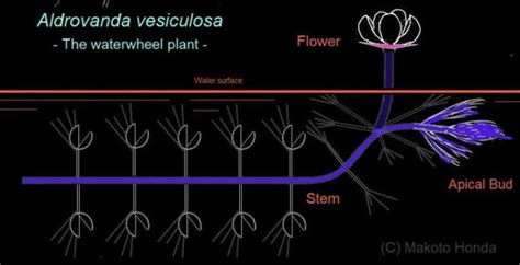 Carnivorous Plants/Insectivorous Plants in the Wilderness