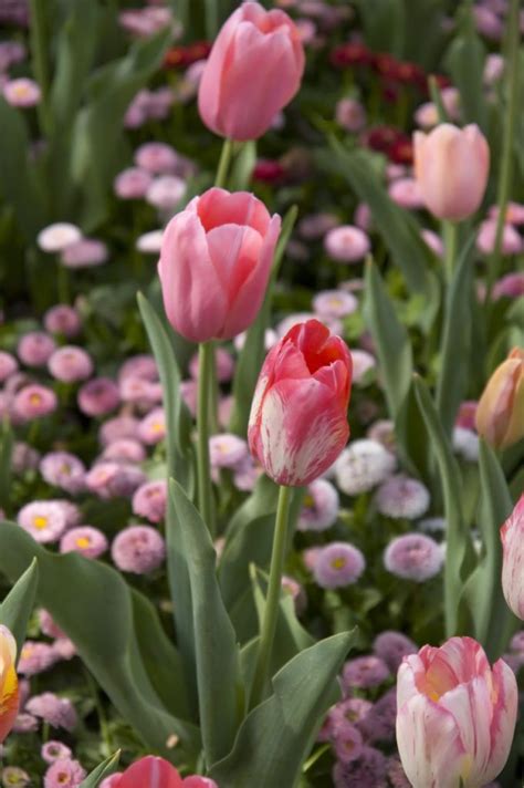 Pastel Garden Ideas – Tips For Creating A Pastel Garden | Tulips garden, Pink garden, Fragrant plant