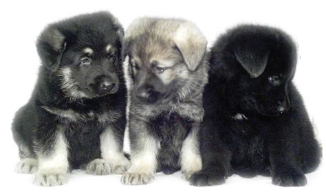 Eastern European shepherd puppies