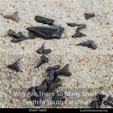 The 10 Best Beaches to Find Shark Teeth in South Carolina - Dutch Shark ...