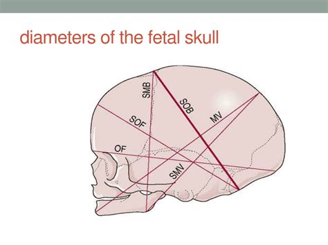 PPT - Chapter 7 The fetus PowerPoint Presentation, free download - ID:9604526