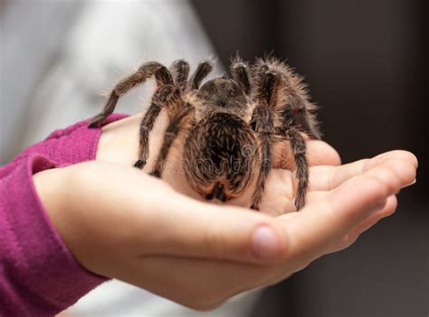 Big hairy tarantula stock image. Image of courage, hairy - 27856619