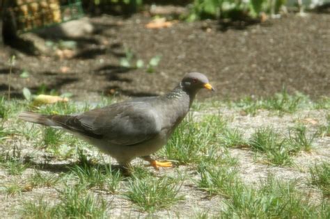 The Backyard Birder: Head-bobbing birds