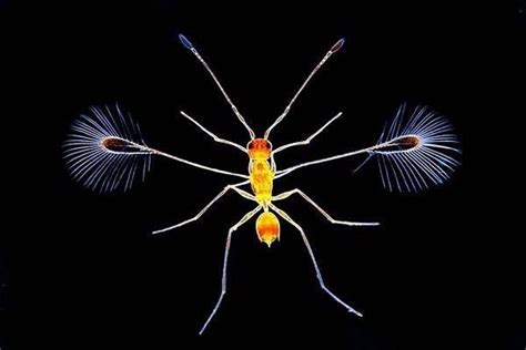 Averaging 0.5-1.0 mm, the fairyfly family includes the smallest known insect (.139 mm) and ...